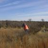 Hunters flush a nice covey of Kansas bobwhites.